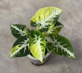 jual syngonium scrambled egg varigata cantik 7