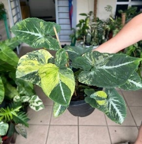 jual syngonium scrambled egg varigata cantik 8