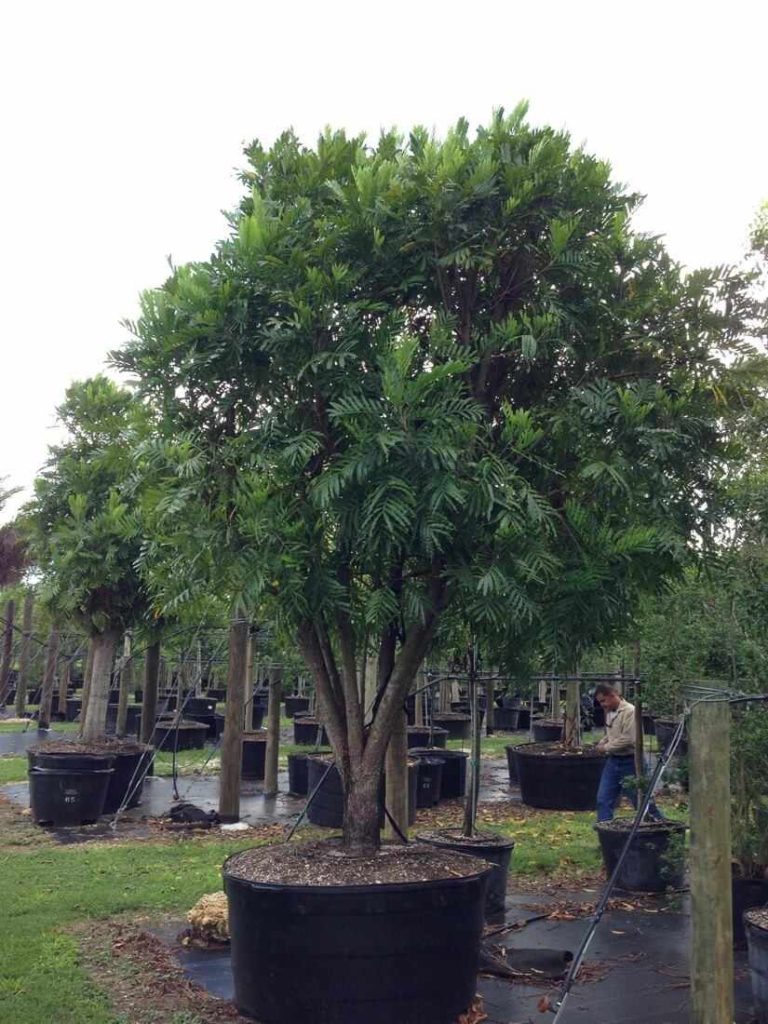 jual pohon kiara payung pohon penghijauan 1