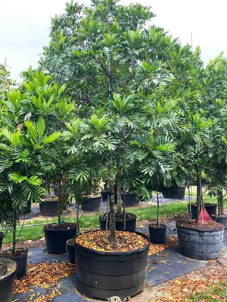 jual pohon kiara payung pohon penghijauan 1