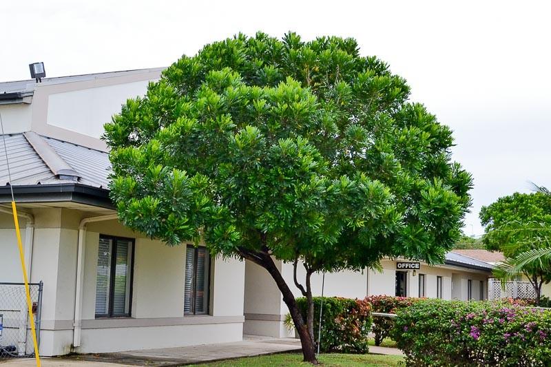 jual pohon kiara payung pohon penghijauan 7