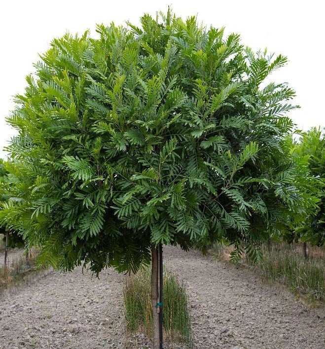 jual pohon kiara payung pohon penghijauan 8