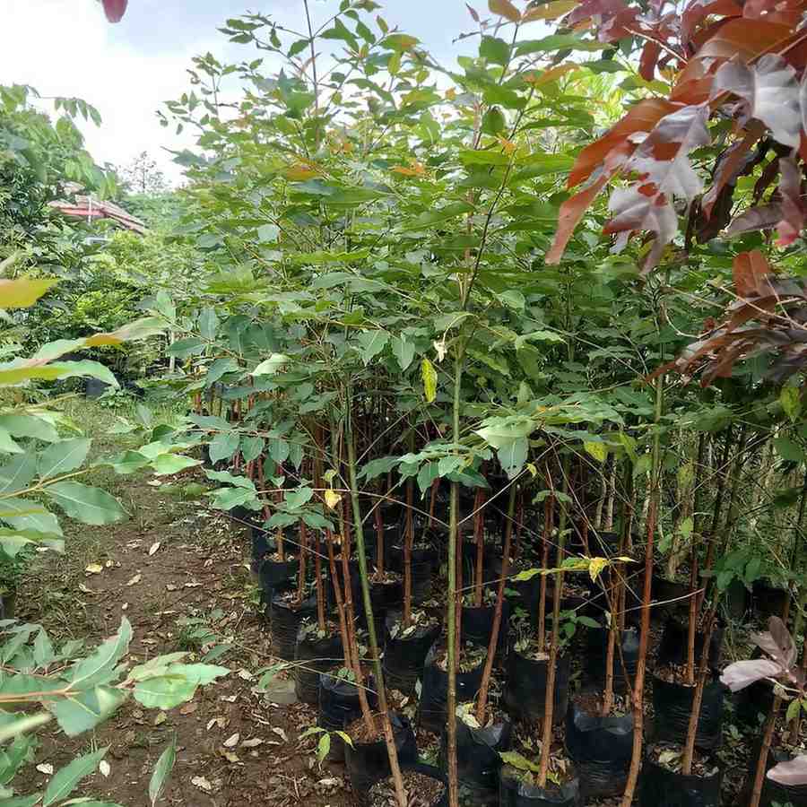 jual pohon pelangi batang warna warni cantik 1