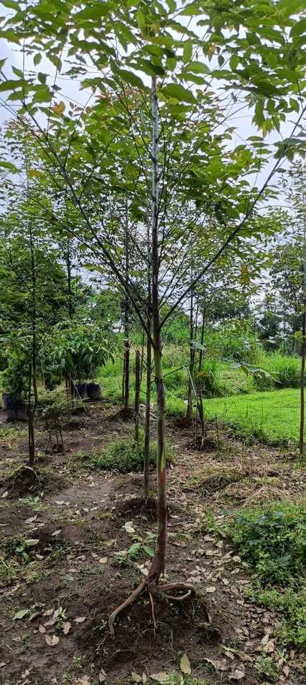 jual pohon pelangi batang warna warni cantik 10