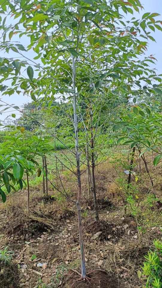 jual pohon pelangi batang warna warni cantik 6