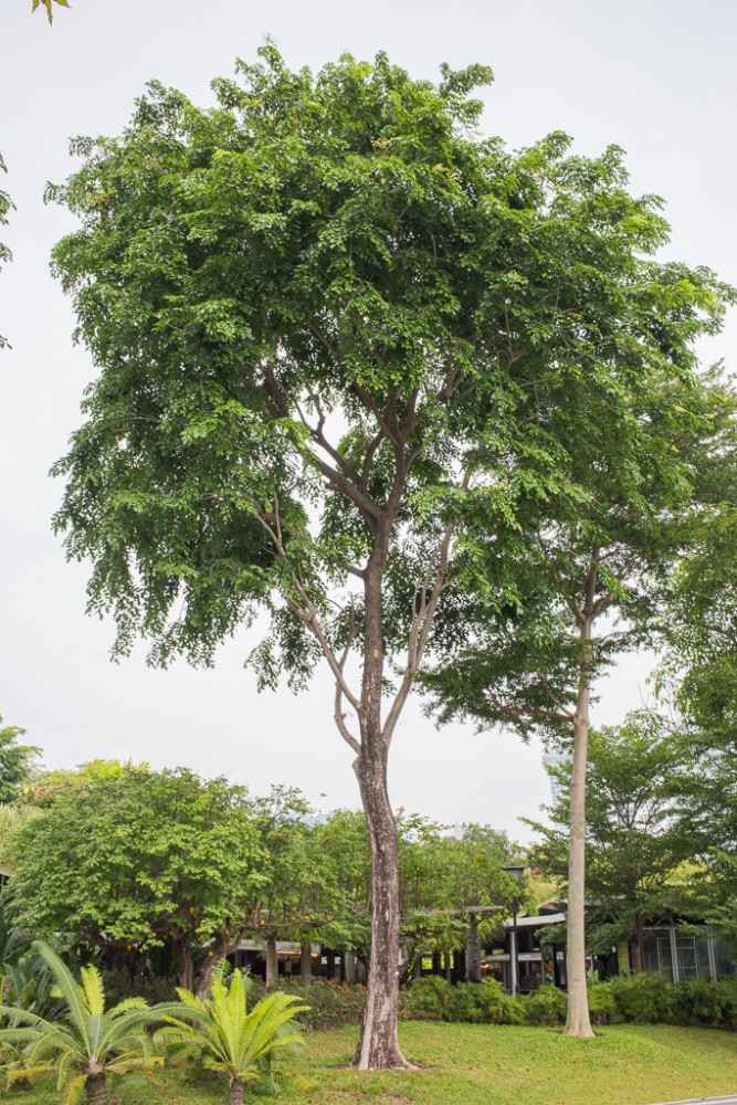 jual pohon angsana pohon peneduh proyek 11
