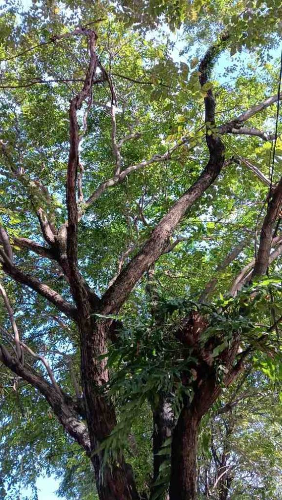 jual pohon angsana pohon peneduh proyek 4
