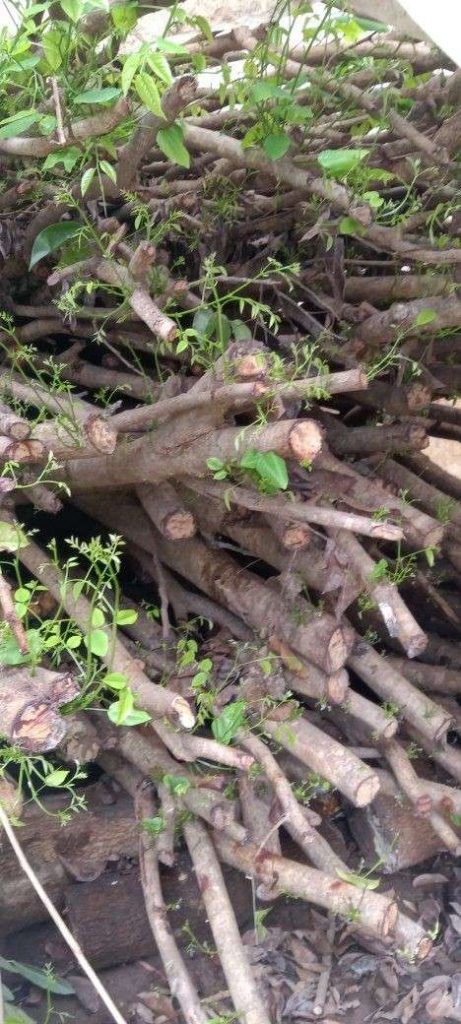jual pohon angsana pohon peneduh proyek 5