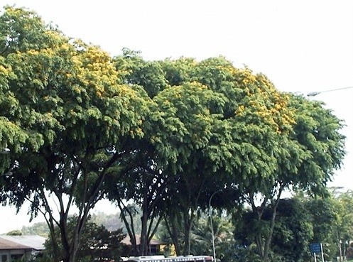 jual pohon angsana pohon peneduh proyek 6