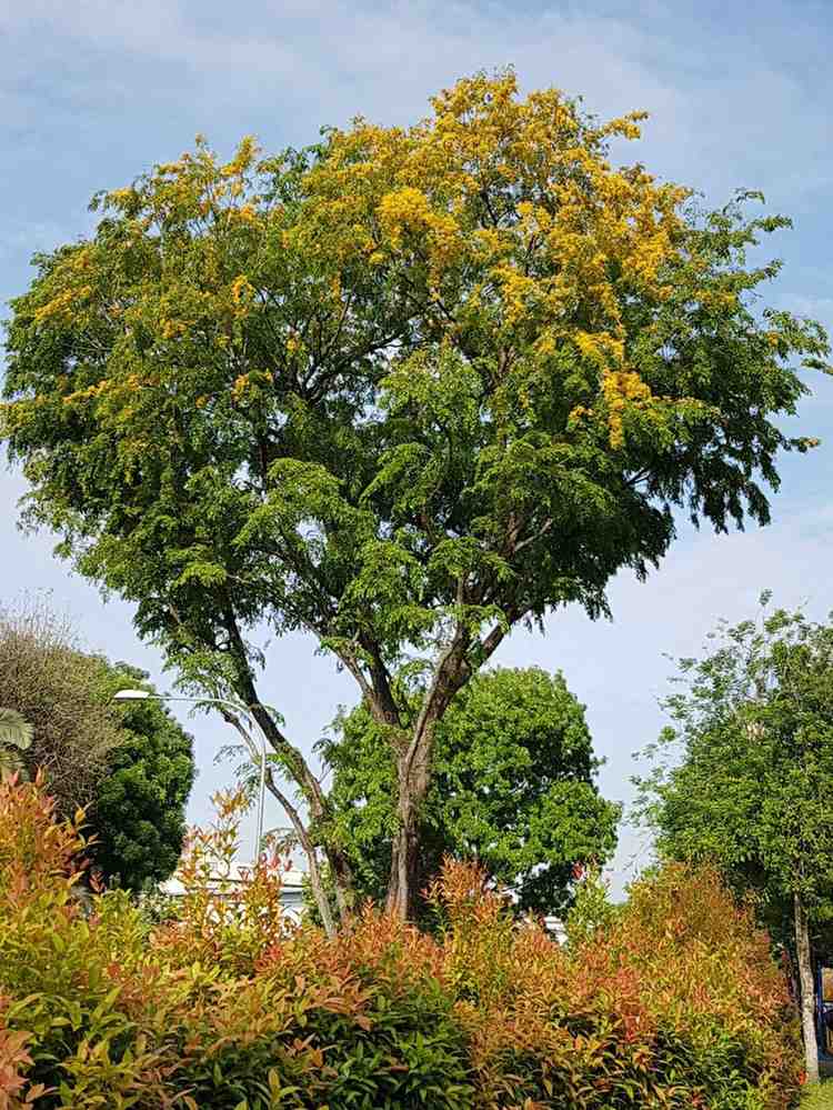jual pohon angsana pohon peneduh proyek 8
