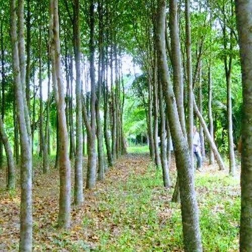 jual pohon gaharu pohon banyak manfaat 1