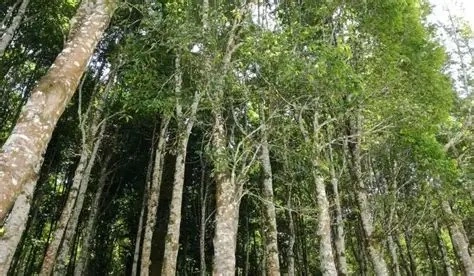 jual pohon gaharu pohon banyak manfaat 1