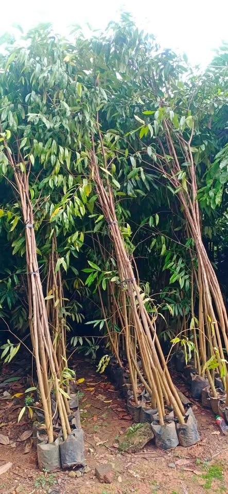 jual pohon gaharu pohon banyak manfaat 2