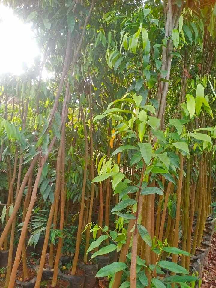 jual pohon gaharu pohon banyak manfaat 3