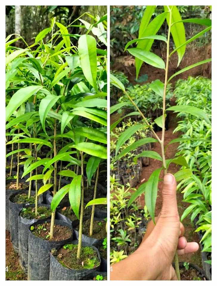 jual pohon gaharu pohon banyak manfaat 4