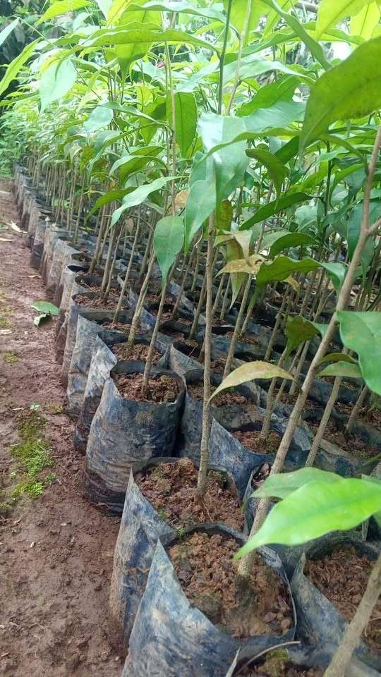 jual pohon gaharu pohon banyak manfaat 6