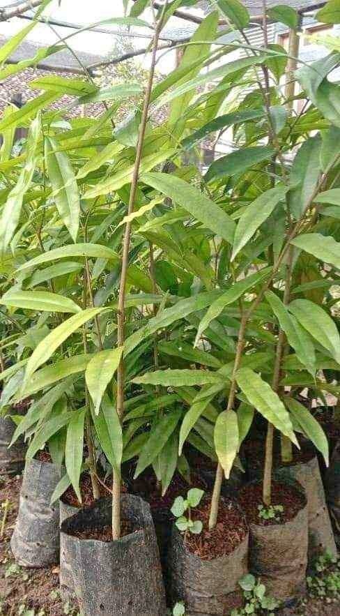 jual pohon gaharu pohon banyak manfaat 7