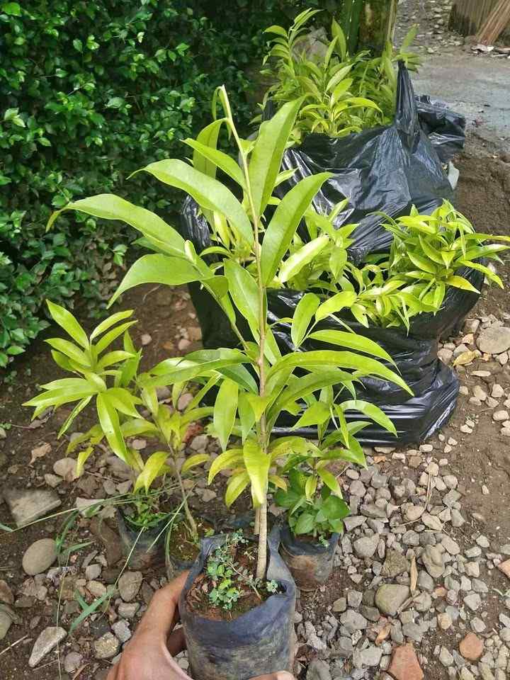 jual pohon gaharu pohon banyak manfaat 8