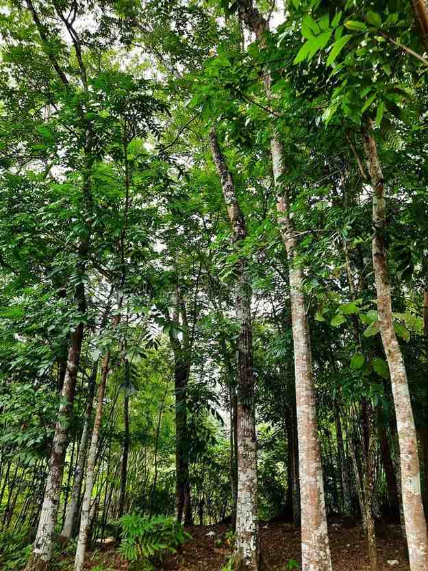 jual pohon gaharu pohon banyak manfaat 9