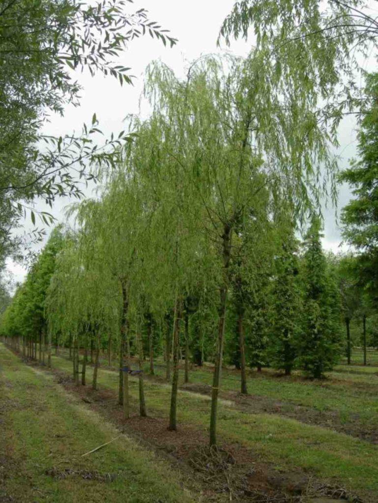jual pohon laing liu tanaman hias peneduh 11