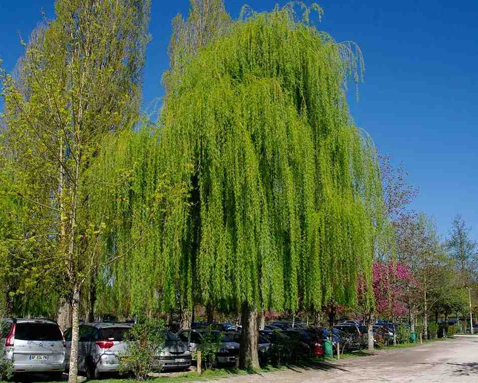 jual pohon laing liu tanaman hias peneduh 13