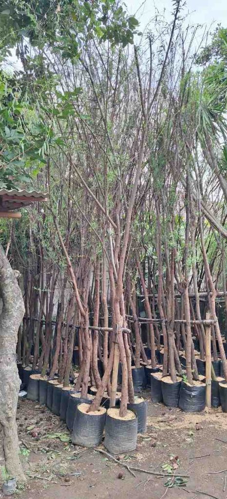 jual pohon laing liu tanaman hias peneduh 2