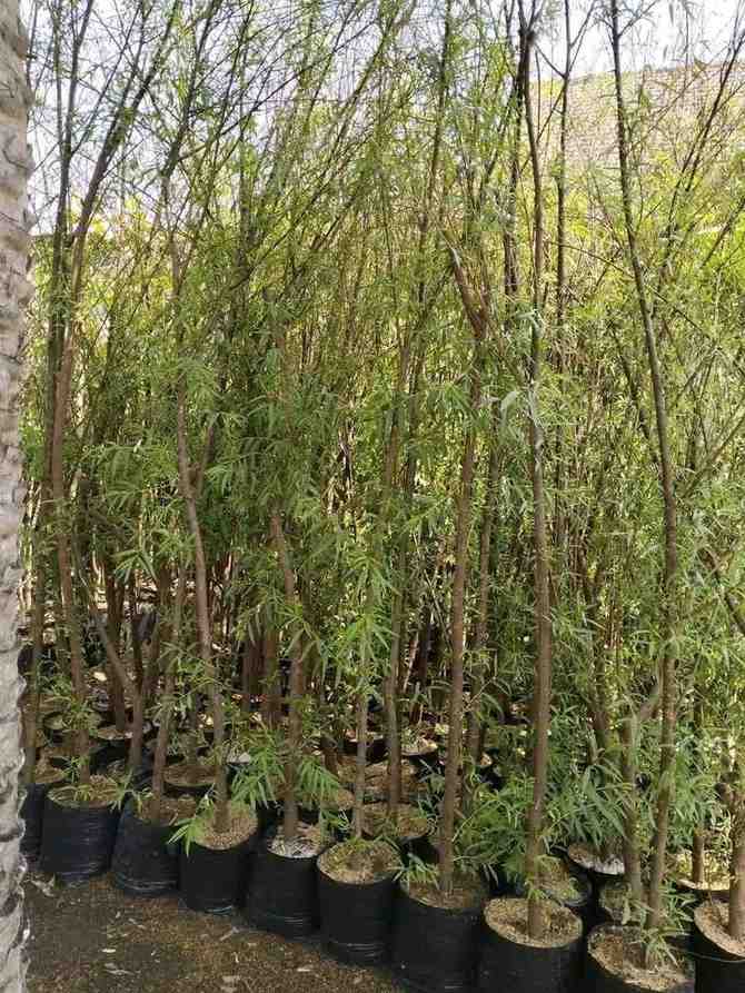 jual pohon laing liu tanaman hias peneduh 4