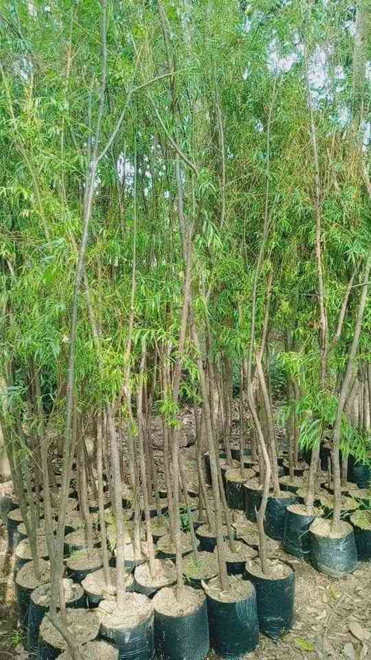 jual pohon laing liu tanaman hias peneduh 5