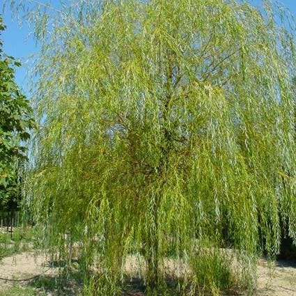 jual pohon laing liu tanaman hias peneduh 6