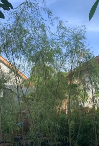 jual pohon laing liu tanaman hias peneduh 8