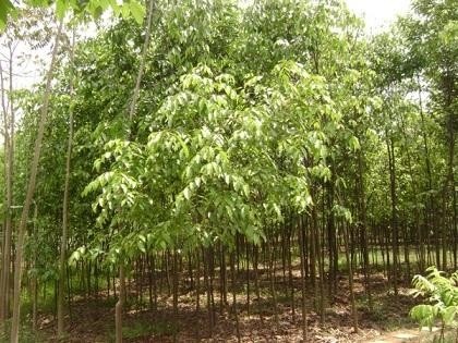 jual pohon mahoni suplai pohon penghijauan 6