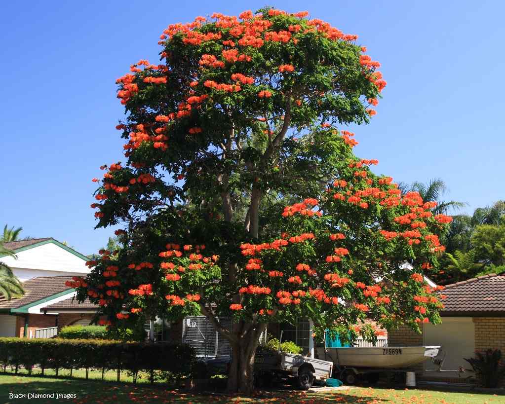 Pohon Spathodea