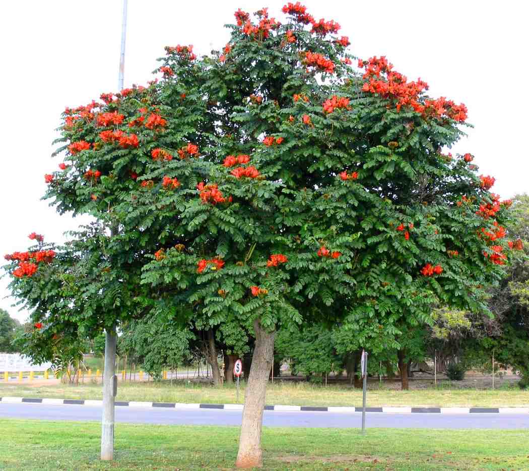 Jual Pohon Spathodea Tinggi 3 Meter