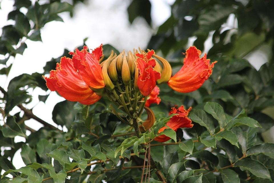 jual pohon spathodea pohon penghijauan 6