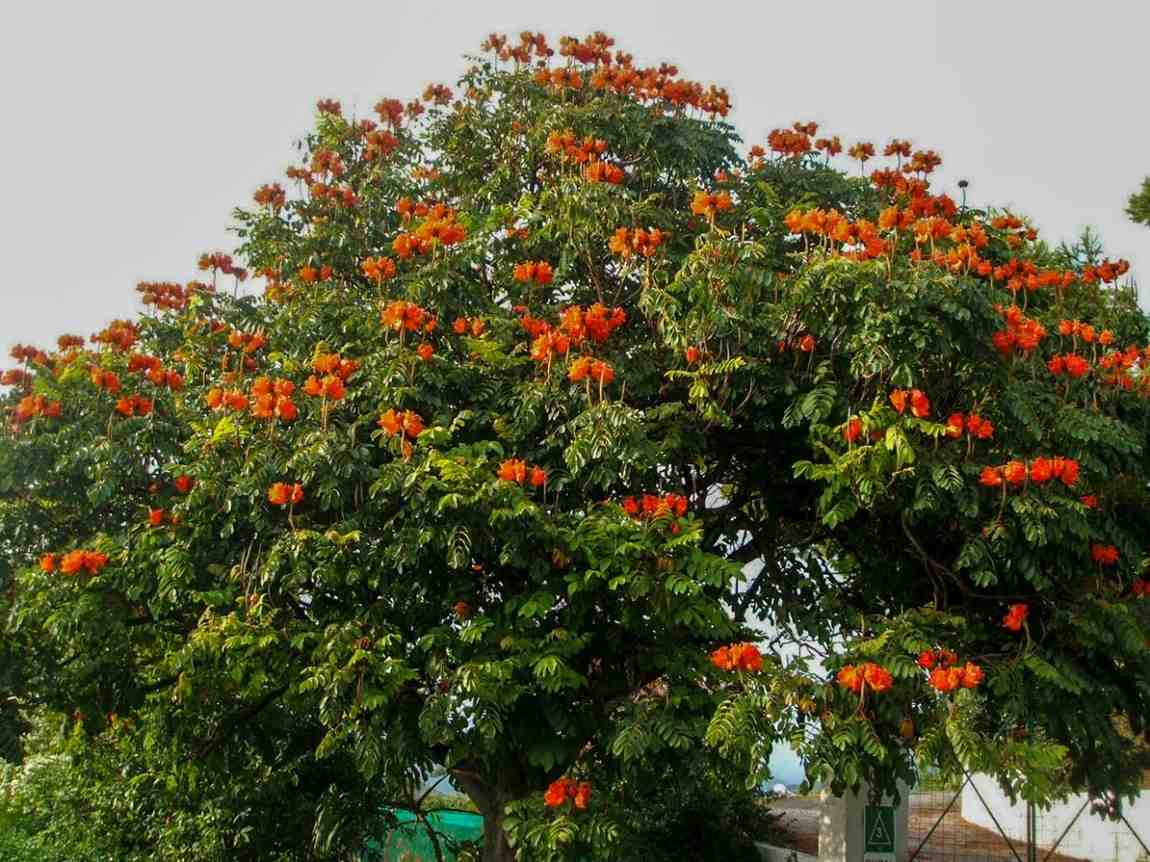 Jual Pohon Spathodea Ukuran Besar Fosil