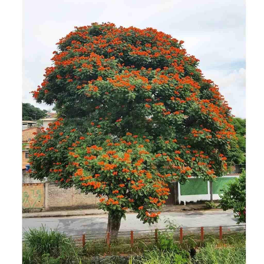 jual pohon spathodea pohon penghijauan 8