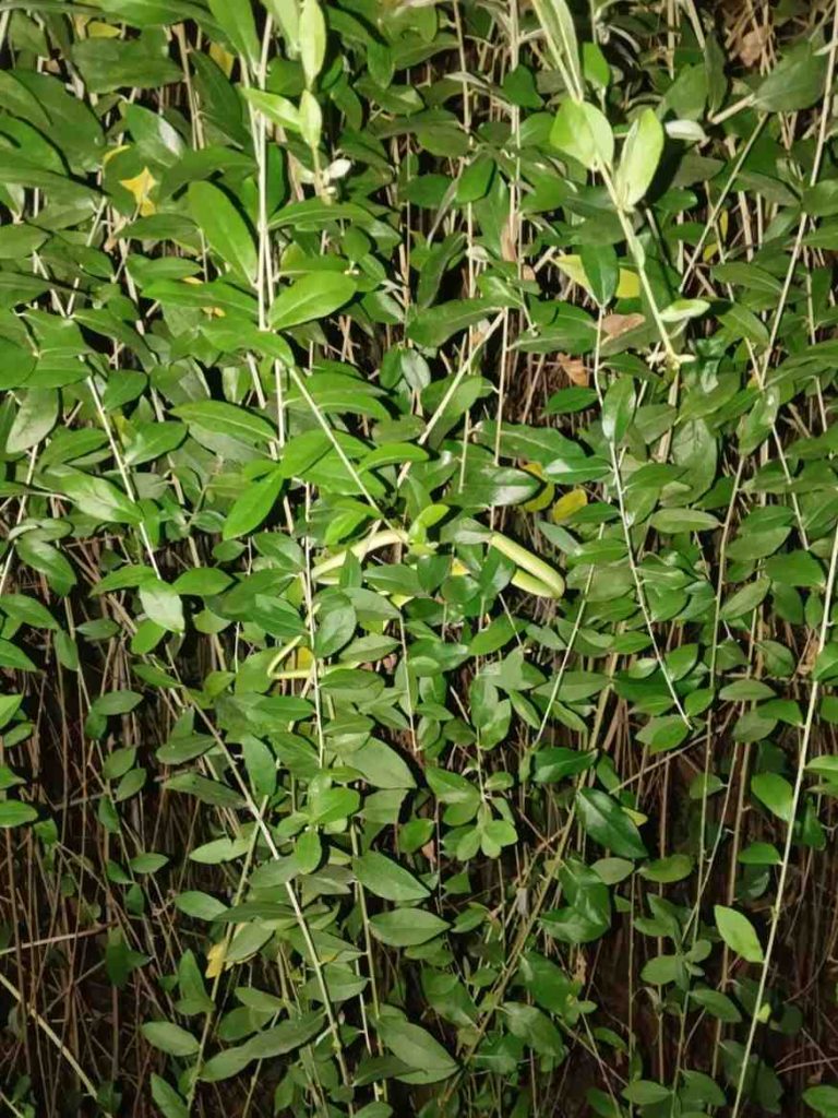 jual tanaman lew kwan yew tanaman rambat hias 3