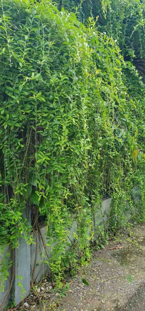 jual tanaman lew kwan yew tanaman rambat hias 4