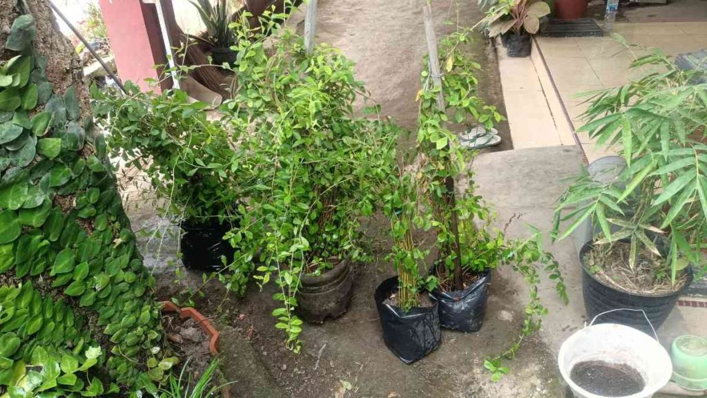 jual tanaman lew kwan yew tanaman rambat hias 5