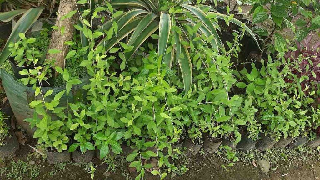 jual tanaman lew kwan yew tanaman rambat hias 6