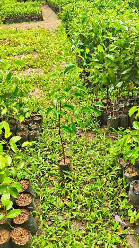 jual pohon beringin pohon peneduh peghijauan 1