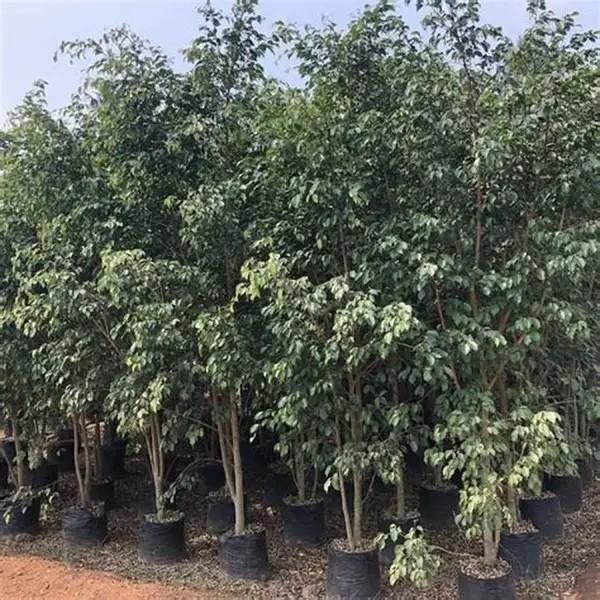 jual pohon beringin pohon peneduh peghijauan 12