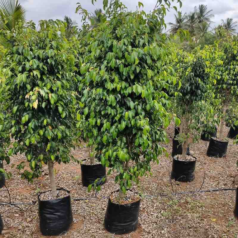 jual pohon beringin pohon peneduh peghijauan 13