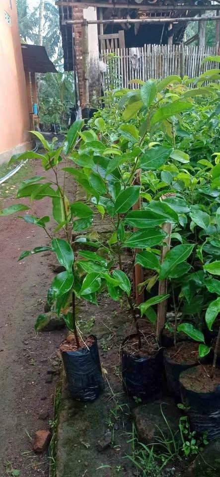 jual pohon beringin pohon peneduh peghijauan 2