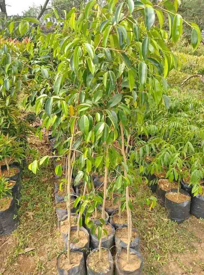 jual pohon beringin pohon peneduh peghijauan 6