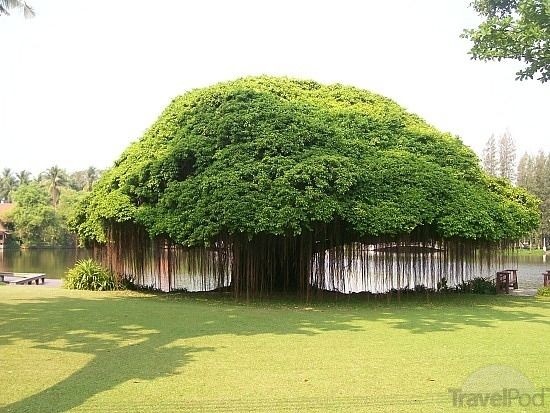Pohon Beringin