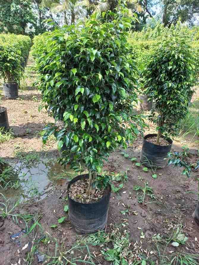 jual pohon beringin pohon peneduh peghijauan 9