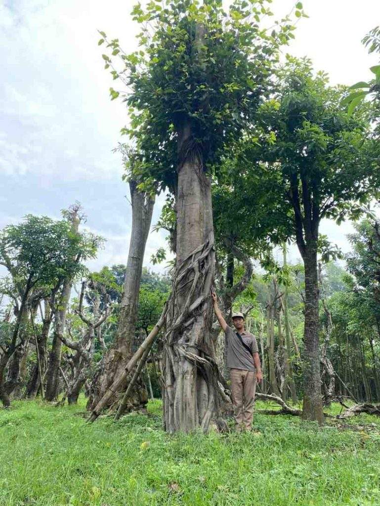 jual pohon bodhi ukuran besar langka siap kirim 3