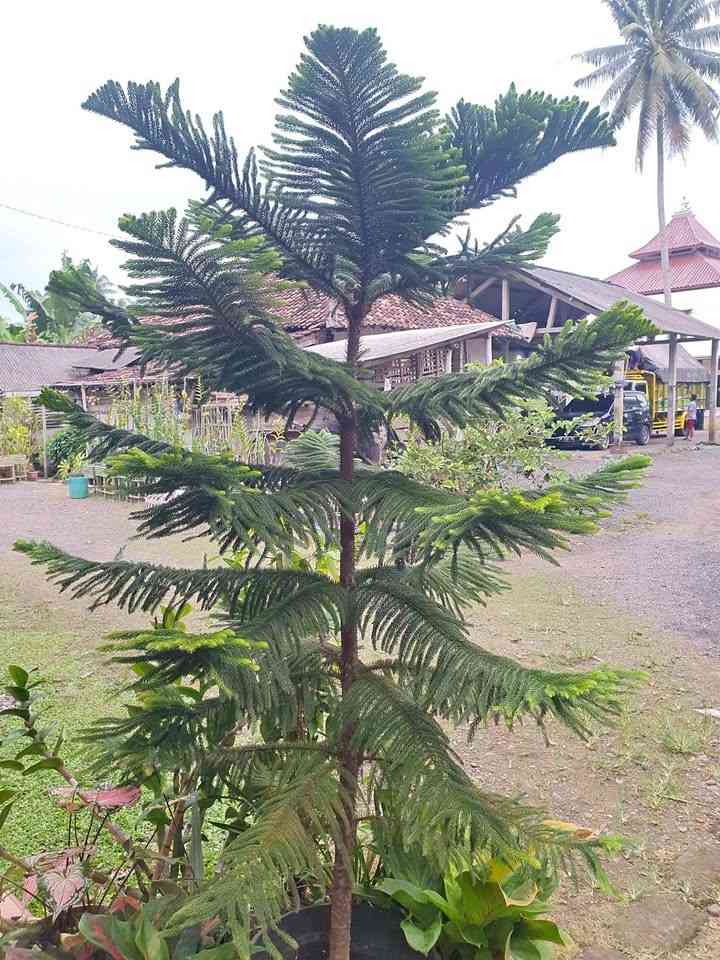 Cemara norfolk unik dengan cabang bertingkat rapi jual cemara norfolk