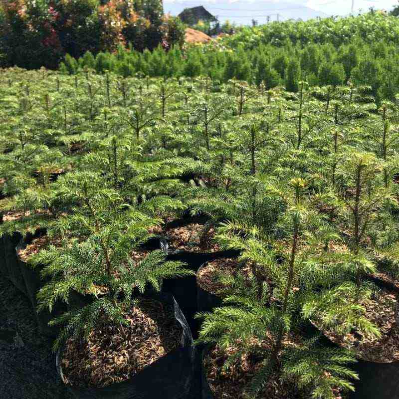 Bibit Cemara Norfolk